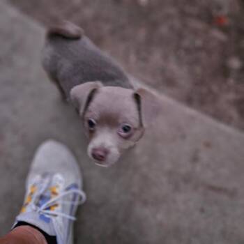 Chug Dogs Available for Adoption - Dave | PetCurious