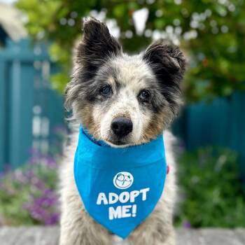 Abby -  Australian Shepherd Dog for Adoption in Pacific Grove, California - Abby | PetCurious