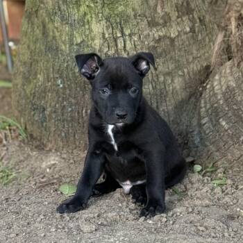 German Shepherd Dog and Mixed Breed Dogs Available for Adoption - Harrison | PetCurious