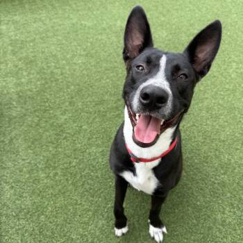 Black Labrador Retriever Dogs Available for Adoption - Knight | PetCurious