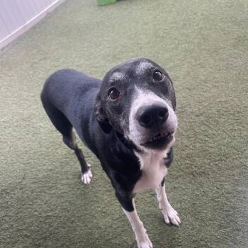 Sugar -  Mixed Breed Dog for Adoption in Baton Rouge, Louisiana - Sugar | PetCurious