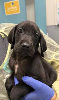 M&M -  Great Dane and Golden Retriever Dog for Adoption in Las Vegas, Nevada - M&M | PetCurious