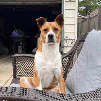Murphy -  Beagle and Belgian Shepherd Tervuren Dog for Adoption in Chicago, Illinois - Murphy | PetCurious