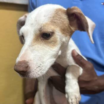 Camry - Local October 9-11 -  Labrador Retriever Dog for Adoption in Brookshire, Texas - Camry - Local October 9-11 | PetCurious