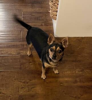 Rescue Chihuahua Dogs for Adoption in Plano, Texas - Kadi | PetCurious