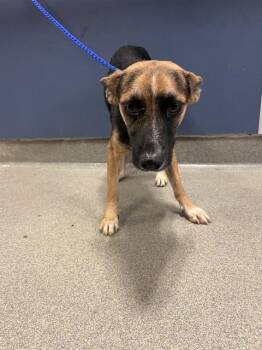 COSMO -  Rat Terrier and Mixed Breed Dog for Adoption in Doral, Florida - COSMO | PetCurious