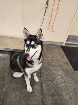 Rescue Siberian Husky Dogs for Adoption in Tustin, California - PERDY | PetCurious