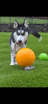 Siberian Husky Dogs Available for Adoption in Mckeesport, Pennsylvania - Doug | PetCurious