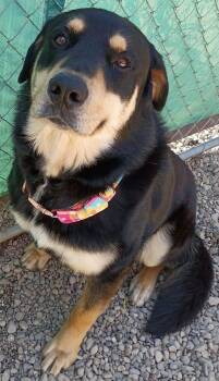 Thunder -  Rottweiler and German Shepherd Dog Dog Available for Adoption in Lincoln, Michigan - Thunder | PetCurious