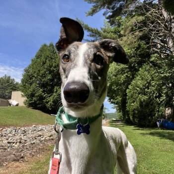 Nando -  Greyhound Dog for Adoption in Swanzey, New Hampshire - Nando | PetCurious