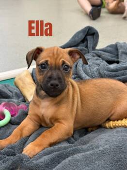 Ella-in a foster home -  Terrier and Hound Dog for Adoption in South Bend, Indiana - Ella-in A Foster Home | PetCurious