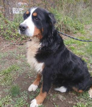 Rescue Bernese Mountain Dog Dogs for Adoption in Saint Clairsville, Ohio - Kelly | PetCurious