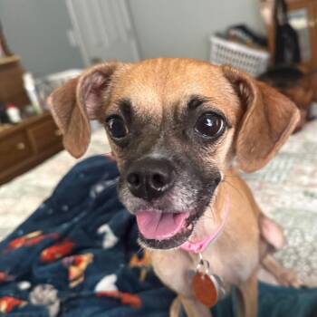 Birdie -  Chihuahua and Pug Dog for Adoption in Helena, Alabama - Birdie | PetCurious
