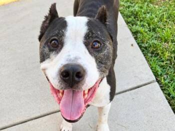Polo -  Mixed Breed Dog for Adoption in Georgetown, Texas - Polo | PetCurious