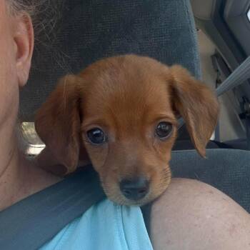 Boy Rat Doxy -  Dachshund and Rat Terrier Dog for Adoption in Enterprise, Alabama - Boy Rat Doxy | PetCurious