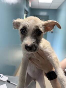 LIZZIE -  Feist and Mixed Breed Dog for Adoption in Newton, North Carolina - LIZZIE | PetCurious