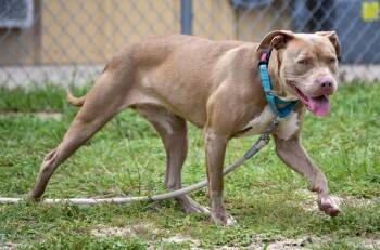 Rescue American Bulldog Dogs for Adoption in Defuniak Springs, Florida - Harvest | PetCurious