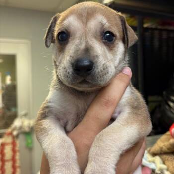 Haze -  Mixed Breed Dog for Adoption in Columbus, Georgia - Haze | PetCurious