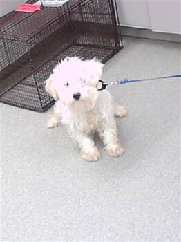 Maltese and Mixed Breed Dogs Available for Adoption - RICE | PetCurious