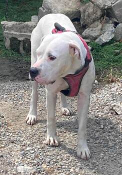 Dolly -  Labrador Retriever and Bull Terrier Dog for Adoption in Lagrange, Indiana - Dolly | PetCurious