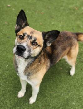 German Shepherd Dog Dogs Available for Adoption - Pebbles | PetCurious