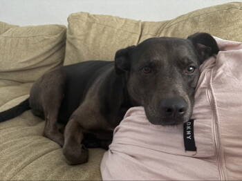 Rescue Labrador Retriever and Catahoula Leopard Dog Dogs for Adoption in San Diego, California - Kima | PetCurious