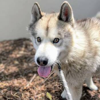 Husky Dogs Available for Adoption in Oakland, California - Orange | PetCurious