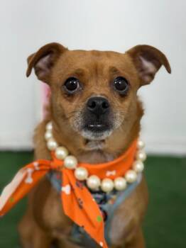 Sweetie pie-One of our Amazing Rescue Dogs -  Pug and Chihuahua Dog for Adoption in Carlsbad, California - Sweetie Pie-One Of Our Amazing Rescue Dogs | PetCurious