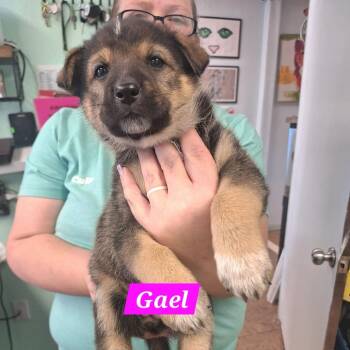 German Shepherd Dog Dogs Available for Adoption - Gael | PetCurious
