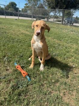 Nacho -  Mixed Breed Dog for Adoption in Schertz, Texas - Nacho | PetCurious