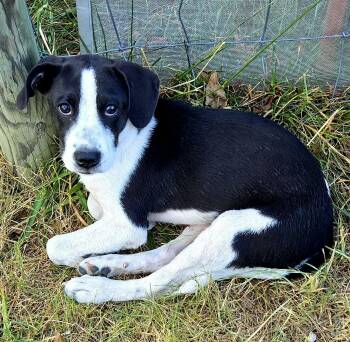 Flicka -  Beagle and Border Collie Dog for Adoption in Melbourne, Arkansas - Flicka | PetCurious