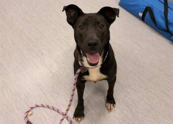 NOVA -  Pit Bull Terrier and Mixed Breed Dog for Adoption in Colorado Springs, Colorado - NOVA | PetCurious