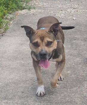 Prince -  Terrier and Mixed Breed Dog for Adoption in New Orleans, Louisiana - Prince | PetCurious
