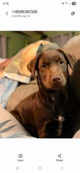 Labrador Retriever Dogs Available for Adoption in Aurora, Indiana - Choco Chings : Loretta | PetCurious