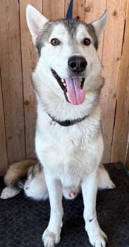 Husky Dogs Available for Adoption in Missouri City, Texas - Evan | PetCurious