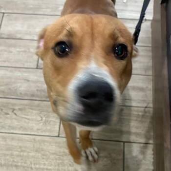 OPAC6985/Andy -  Mixed Breed Dog for Adoption in Oak Park, Illinois - OPAC6985/Andy | PetCurious