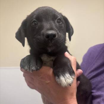 Mixed Breed Dogs Available for Adoption in Tulsa, Oklahoma - Whitney | PetCurious