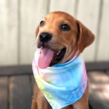 Spice Girl -  Labrador Retriever and Mixed Breed Dog for Adoption in Boerne, Texas - Spice Girl | PetCurious