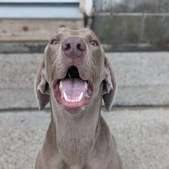 Weimaraner Dogs Available for Adoption in Watertown, New York - Clyde | PetCurious