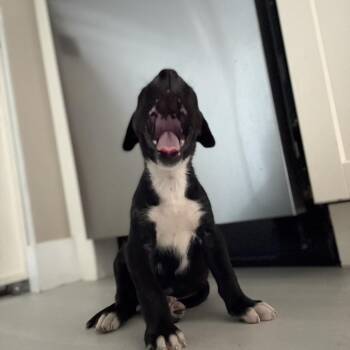 Western -  Pit Bull Terrier Dog for Adoption in Los Angeles, California - Western | PetCurious