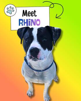 Pit Bull Terrier Dogs Available for Adoption in Sulphur, Kentucky - Rhino | PetCurious