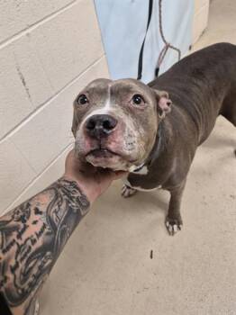 Pit Bull Terrier Dogs Available for Adoption - LEIA | PetCurious