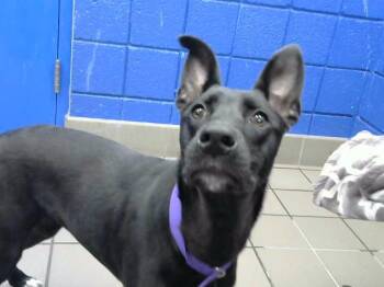 BRANDI -  German Shepherd Dog and Mixed Breed Dog for Adoption in Albuquerque, New Mexico - BRANDI | PetCurious