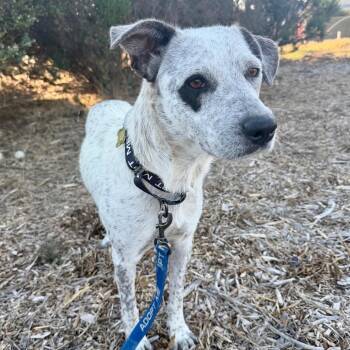 DAWN -  Australian Cattle Dog Blue Heeler and Mixed Breed Dog for Adoption in Richmond, California - DAWN | PetCurious