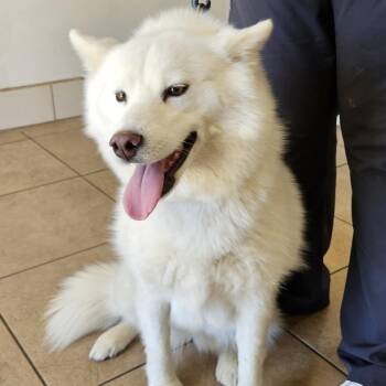 Samoyed and American Eskimo Dog Dogs Available for Adoption in Los Angeles, California - Kacie | PetCurious