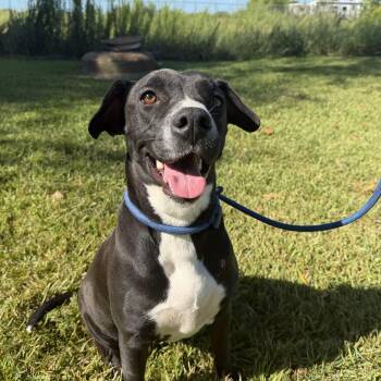 Marley -  Labrador Retriever Dog for Adoption in Pearland, Texas - Marley | PetCurious