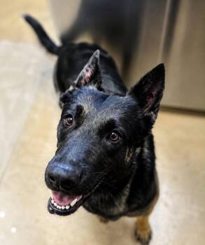 BellaBella - located in AZ -  Belgian Shepherd Malinois and German Shepherd Dog Dog for Adoption in Imlay City, Michigan - BellaBella - Located In AZ | PetCurious