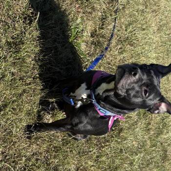 Gertie -  Boston Terrier and Staffordshire Bull Terrier Dog for Adoption in Bardstown, Kentucky - Gertie | PetCurious