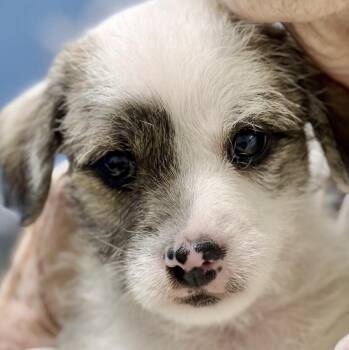 Terrier Dogs Available for Adoption - Beaver Moon *available To Meet On 3/7 And 3/8 From 12-4* | PetCurious