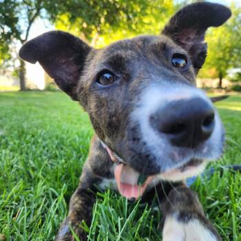Joelle -  Mixed Breed Dog for Adoption in Buffalo, Minnesota - Joelle | PetCurious